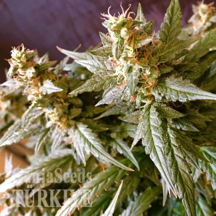 Auto Jack feminised Ganja Seeds