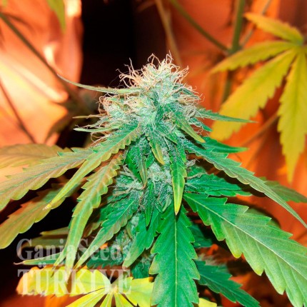 Bubblelicious feminised Ganja Seeds
