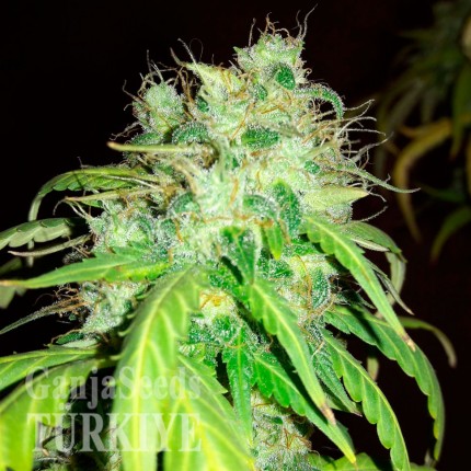 Bubblelicious feminised Ganja Seeds