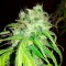 Bubblelicious feminised Ganja Seeds Kenevir tohumları internet mağazası