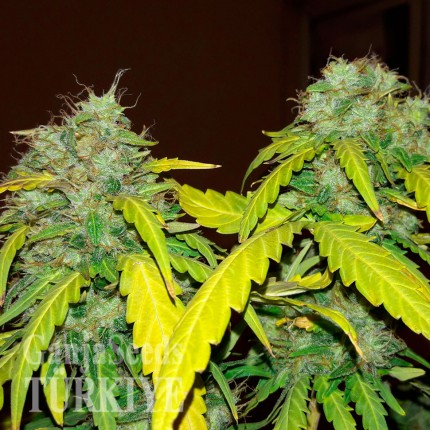 Bubblelicious feminised Ganja Seeds