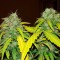 İzmir’de Bubblelicious feminised Ganja Seeds kenevir tohumu