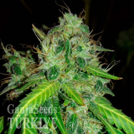 Bubblelicious feminised Ganja Seeds
