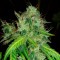 Antalya’da Bubblelicious feminised Ganja Seeds kenevir tohumu