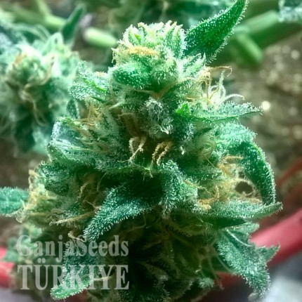 Bubblelicious feminised Ganja Seeds