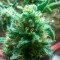 Fethiye’de Bubblelicious feminised Ganja Seeds kenevir tohumu