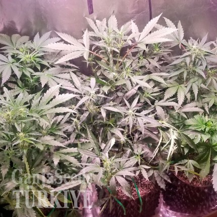 Bubblelicious feminised Ganja Seeds