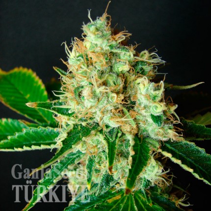 Bubblelicious feminised Ganja Seeds