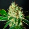 Adana’da Bubblelicious feminised Ganja Seeds kenevir tohumu