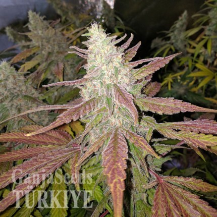 Bubblelicious feminised Ganja Seeds