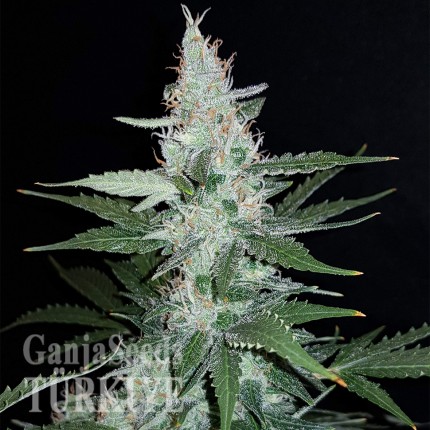 Super Mazar feminised Ganja Seeds Super Mazar feminised Ganja Seeds