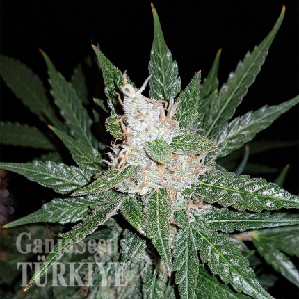 Super Mazar feminised Ganja Seeds Super Mazar feminised Ganja Seeds
