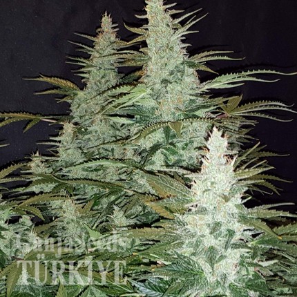 Super Mazar feminised Ganja Seeds Super Mazar feminised Ganja Seeds
