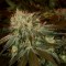 Cheese feminised Ganja Seeds Ucuz kenevir tohumu fiyatları