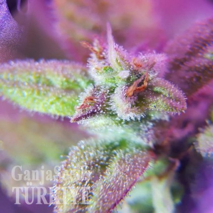 Auto Maxigom x Northern Lights feminised Ganja Seeds Otomatik çiçeklenen dişileştirilmiş kenevir tohumu kargo ile eve teslim Auto Maxigom x Northern Lights feminised Ganja Seeds