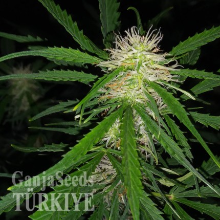 Auto Maxigom x Northern Lights feminised Ganja Seeds Otomatik çiçeklenen kenevir tohumları Auto Maxigom x Northern Lights feminised Ganja Seeds