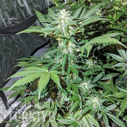 Auto Maxigom x Northern Lights feminised Ganja Seeds Orijinal ambalajda kenevir tohumları Auto Maxigom x Northern Lights feminised Ganja Seeds
