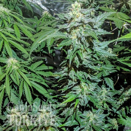 Auto Maxigom x Northern Lights feminised Ganja Seeds Kenevir tohumları Auto Maxigom x Northern Lights feminised Ganja Seeds
