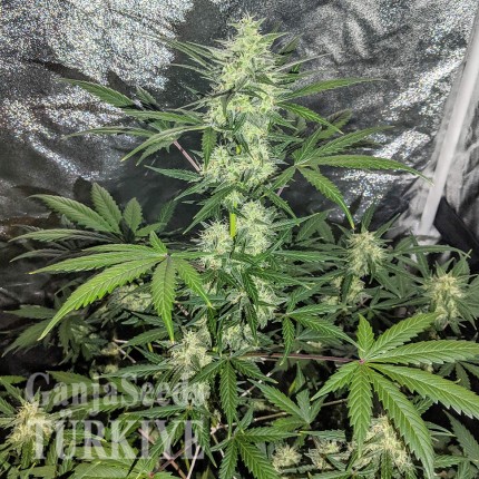 Auto Maxigom x Northern Lights feminised Ganja Seeds Otomatik çiçeklenen dişileştirilmiş kenevir tohumu Auto Maxigom x Northern Lights feminised Ganja Seeds