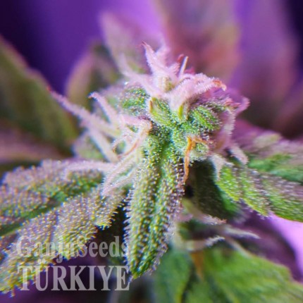 Auto Maxigom x Northern Lights feminised Ganja Seeds Online kenevir tohumu Auto Maxigom x Northern Lights feminised Ganja Seeds