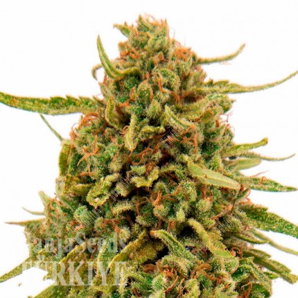 Widow Remedy feminised Ganja Seeds Widow Remedy feminised Ganja Seeds