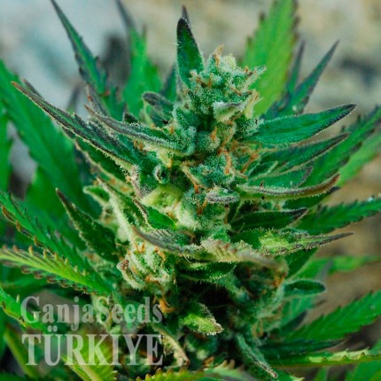Auto Afghani #1 feminised Ganja Seeds