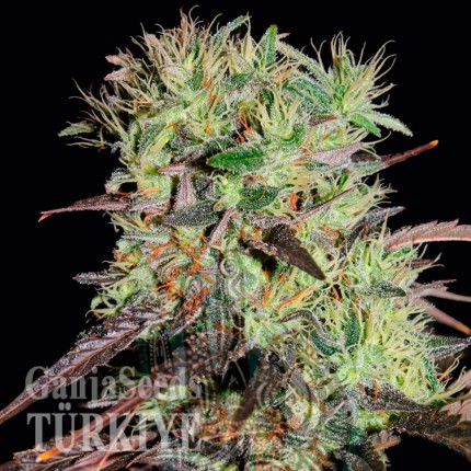 Auto Afghani #1 feminised Ganja Seeds