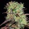 Auto Afghani #1 feminised Ganja Seeds
