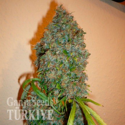 Adana’da Auto Kali Mist feminised Ganja Seeds kenevir tohumu Auto Kali Mist feminised Ganja Seeds