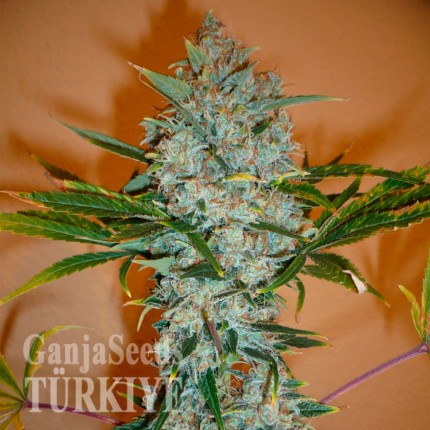 Bursa’da Auto Kali Mist feminised Ganja Seeds kenevir tohumu Auto Kali Mist feminised Ganja Seeds