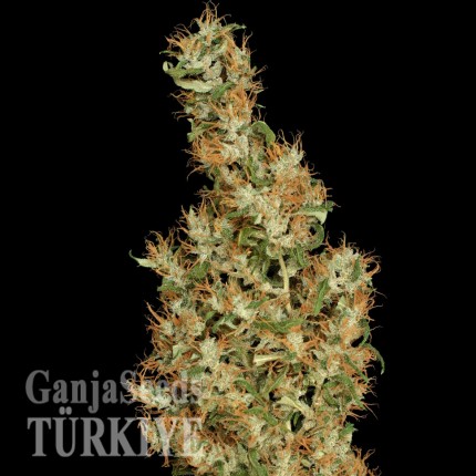 Denizli’de Auto Kali Mist feminised Ganja Seeds kenevir tohumu Auto Kali Mist feminised Ganja Seeds