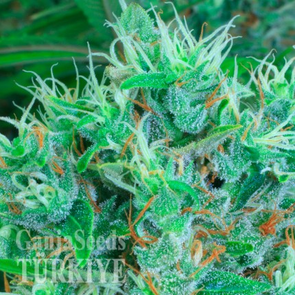 Hatay’da Auto Kali Mist feminised Ganja Seeds kenevir tohumu Auto Kali Mist feminised Ganja Seeds