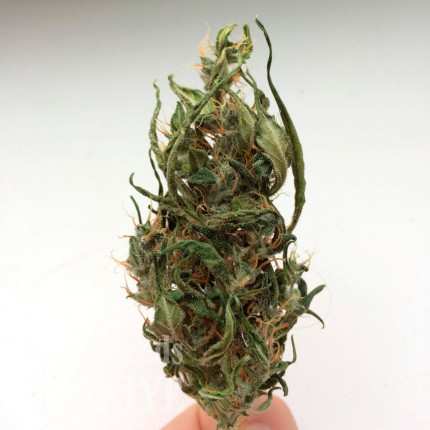 Konya’da Auto Kali Mist feminised Ganja Seeds kenevir tohumu Auto Kali Mist feminised Ganja Seeds