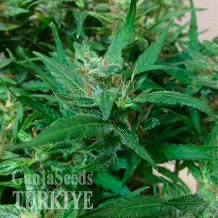 Mardin’de Auto Kali Mist feminised Ganja Seeds kenevir tohumu Auto Kali Mist feminised Ganja Seeds
