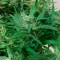 Mardin’de  Auto Kali Mist feminised Ganja Seeds kenevir tohumu