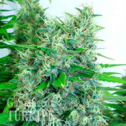 Rize’de Auto Kali Mist feminised Ganja Seeds kenevir tohumu Auto Kali Mist feminised Ganja Seeds