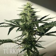 Auto Afghan Kush feminised Ganja Seeds