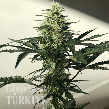 Auto Afghan Kush feminised Ganja Seeds