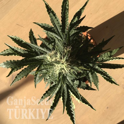Auto Afghan Kush feminised Ganja Seeds