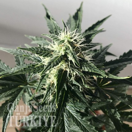Auto Afghan Kush feminised Ganja Seeds