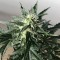 Auto Afghan Kush feminised Ganja Seeds
