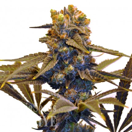 Auto New York Diesel feminised Ganja Seeds