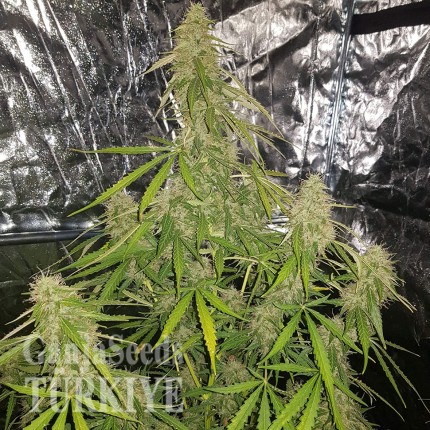 Auto New York Diesel feminised Ganja Seeds