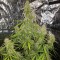 Samsun’da  Auto New York Diesel feminised Ganja Seeds kenevir tohumu