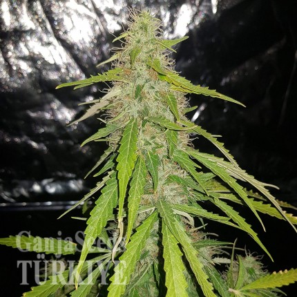 Auto New York Diesel feminised Ganja Seeds