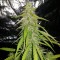 Trabzon’da  Auto New York Diesel feminised Ganja Seeds kenevir tohumu