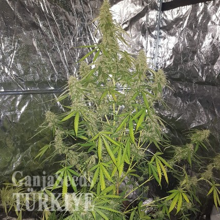 Auto New York Diesel feminised Ganja Seeds