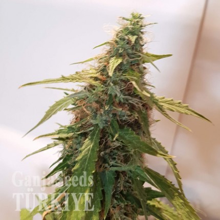 Auto New York Diesel feminised Ganja Seeds