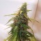 Auto New York Diesel feminised Ganja Seeds Otomatik çiçeklenen dişileştirilmiş kenevir tohumu