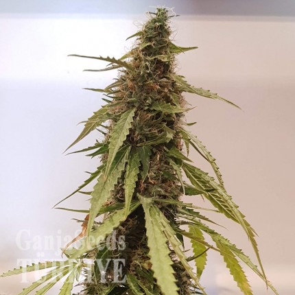 Auto New York Diesel feminised Ganja Seeds